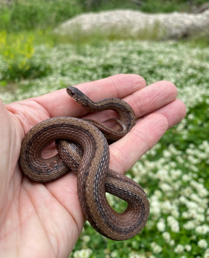 DeKay's Brown Snake